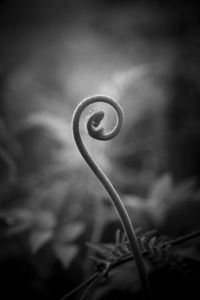 Fiddlehead Fern