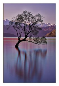 'The Wanaka Tree', Lake Wanaka