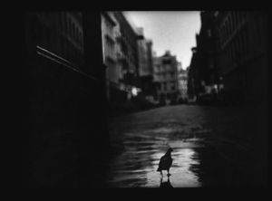 Untitled (Pigeon Covent Garden), 2013