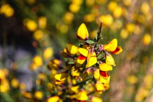 Common Broom