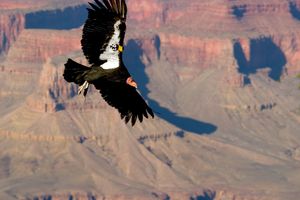 California Condor