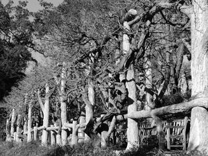 Wisteria Vine - Huntington Gardens