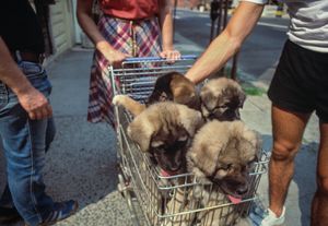 Puppies for Sale, New York City