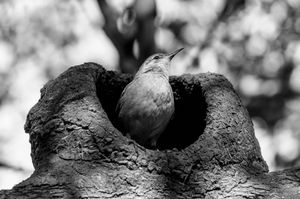 Fauna de Buenos Aires