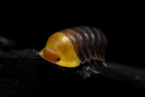 Rubber Ducky Isopod