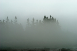 Treetops
