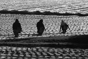 Strawberry pickers, Watsonville,  La Selva Beach, CA