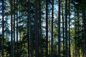 sea and woods