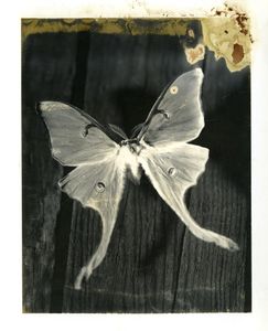 Actias Luna