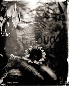 Zucchini and The Sunflower
