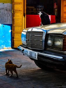 Muezza