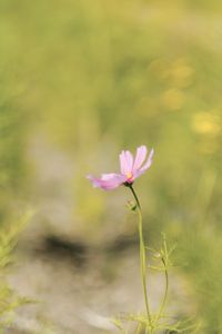 Cosmos flower (edible)