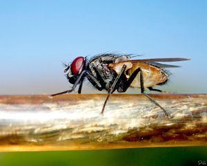 Fly-by-wire