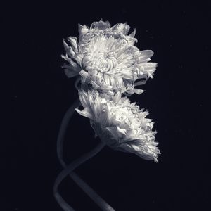 Ranunculus