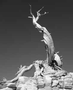 Dead Bristlecone Pine Tree (After Thousands of Years of Life)