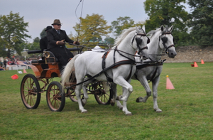 Horsey Syncronization