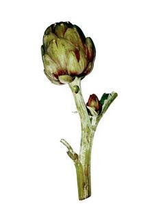 Artichoke