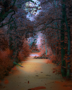 A Surreal Landscape 1