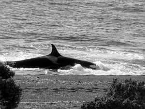 Orcas