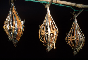 Fish from the tuna family drying on a fishing boat, St Martin Island, Bangladesh