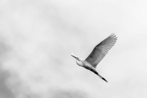 Fauna de Buenos Aires
