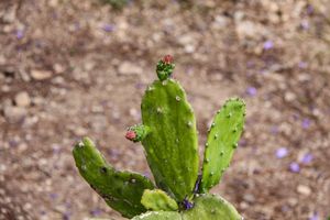 Nopal Cactus - Oaxaca, Mexico