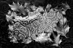 Holly Stomata