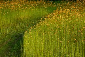 Intimate Life of the garden.