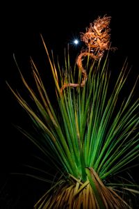 Abstract Cobra in Yucca?