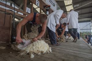 Sheep shearing