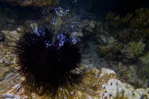 Sea urchin Spawning