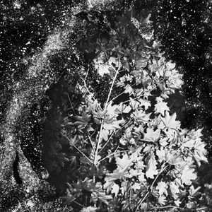 © Michael Donnor