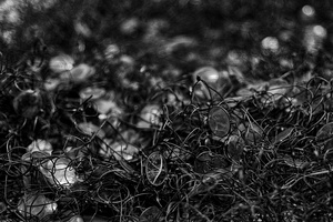 Discarded Spectacles, Auschwitz, Poland