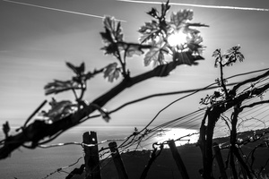 vine sprouts