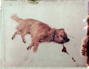 Accident. Hidegség, Romania, 2009