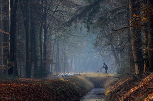 Feature on Mushing Holland sleddog competition