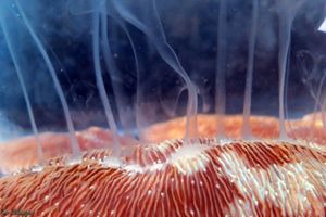 Coral Spawning
