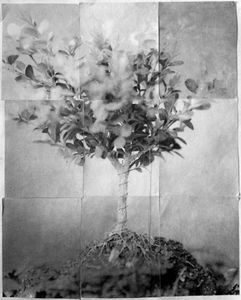 Bonsai (Rootbound)
