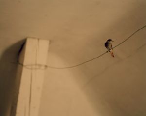 L'oiseau sur le fil