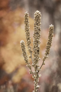 Flora of the Smoky Mountains