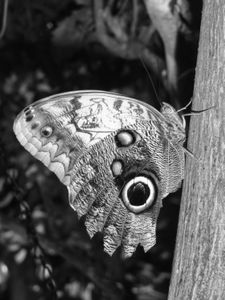 Butterfly & Nature Conservatory