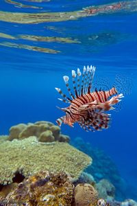 Lionfish
