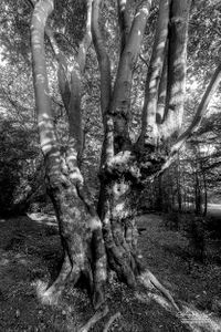 Epping Forest | 04