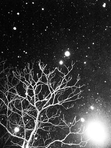 Tree #3