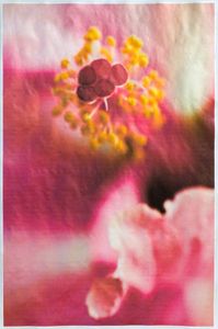 © Wendi Schneider "Hibiscus"
