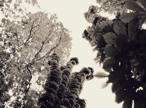 Trees 10