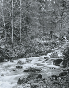 Dodd Wood Stream