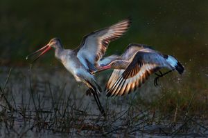 ENCOUNTER OF GODWITS 3