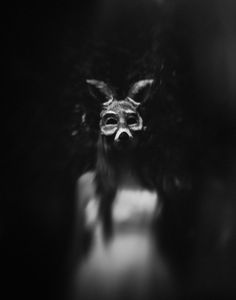 Portrait of a Wolf