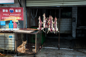 The last dog